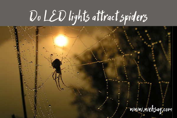 Do LED lights attract spiders and the best way to get rid of them